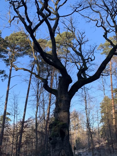 Kaufunger Wald: Rundweg 14 - Königs-Alm