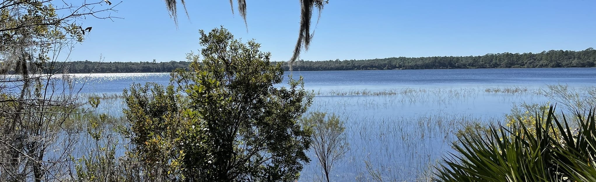 Magnolia Lake 208 Fotos Florida AllTrails