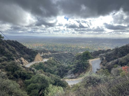 are dogs allowed in angelenos forest