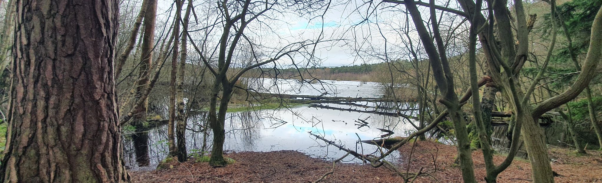 Blakemere Moss Circular, 198 Fotos - Cheshire, England | AllTrails