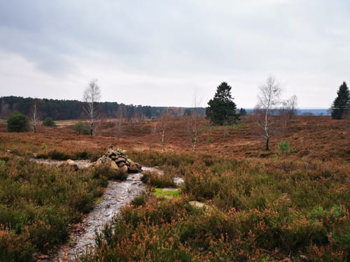 Runde ab Waldbad - Wilseder Heide