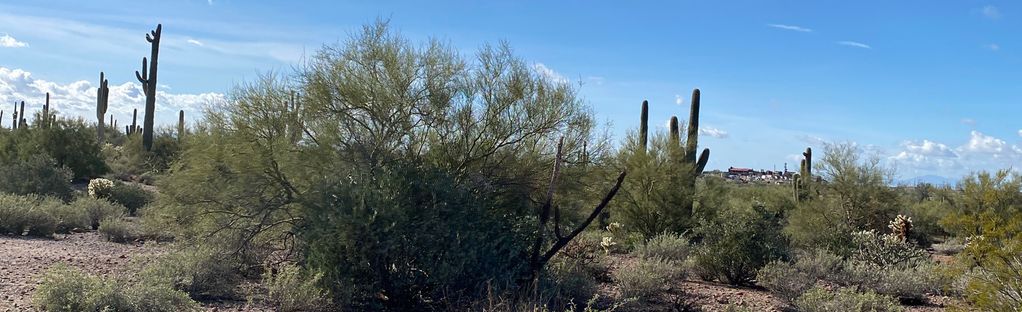 are dogs allowed at lost dutchman state park