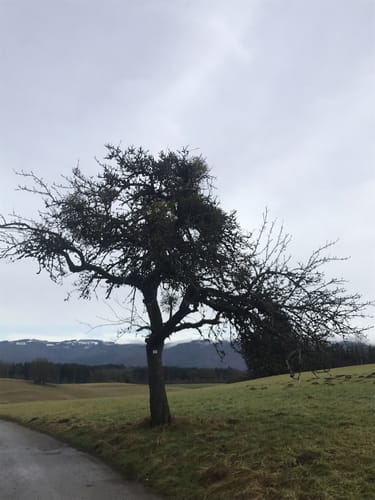 Dossenbach - Eichener See