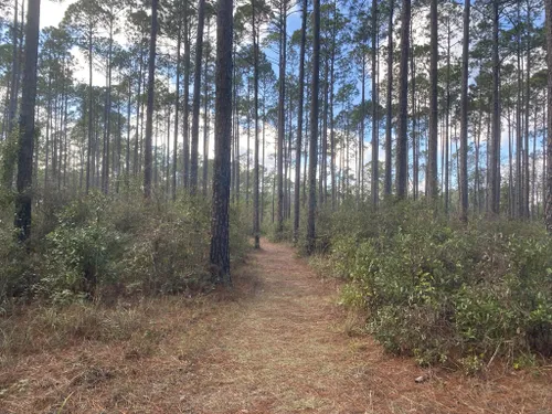 Best Hikes And Trails In Okefenokee National Wildlife Refuge AllTrails   EyJidWNrZXQiOiJhc3NldHMuYWxsdHJhaWxzLmNvbSIsImtleSI6InVwbG9hZHMvcGhvdG8vaW1hZ2UvNDMzMzMwMTIvMTNmOTIxYjc0MWU2OTJlNWIxNWQwMzQyOTdkYmYzZDguanBnIiwiZWRpdHMiOnsidG9Gb3JtYXQiOiJ3ZWJwIiwicmVzaXplIjp7IndpZHRoIjo1MDAsImhlaWdodCI6NTAwLCJmaXQiOiJpbnNpZGUifSwicm90YXRlIjpudWxsLCJqcGVnIjp7InRyZWxsaXNRdWFudGlzYXRpb24iOnRydWUsIm92ZXJzaG9vdERlcmluZ2luZyI6dHJ1ZSwib3B0aW1pc2VTY2FucyI6dHJ1ZSwicXVhbnRpc2F0aW9uVGFibGUiOjN9fX0=