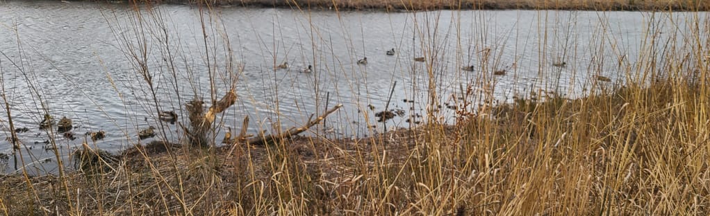 Tipton Park Trail