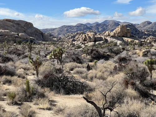 Best short hikes outlet in joshua tree