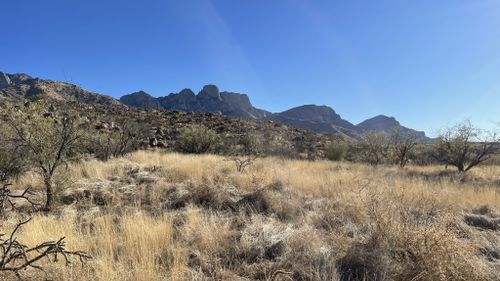 are dogs allowed at catalina state park