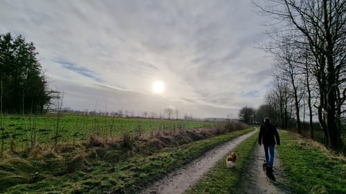 Goldelund - Lütjenholm Heidedunen