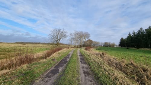 Goldelund - Lütjenholm Heidedunen