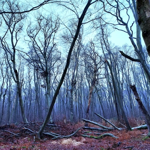 Von Prerow zum Darßer Weststrand