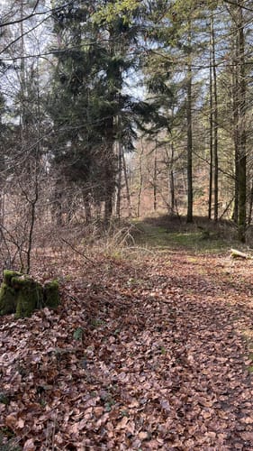 Waldfischbach Panoramarunde