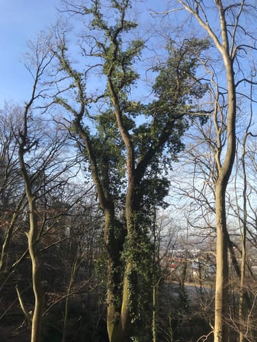 Burgensteig Bergstraße Etappe 2: Seeheim-Jugenheim - Bensheim-Auerbach