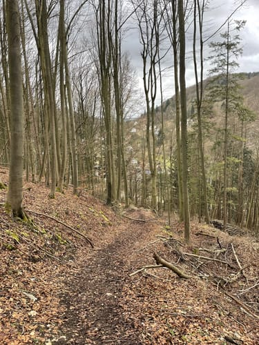 1000-Meter-Höhenweg Pommelsbrunn