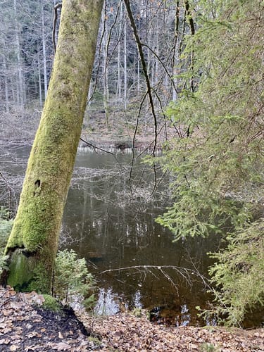Rund um Hundsweiher-Sägemühle