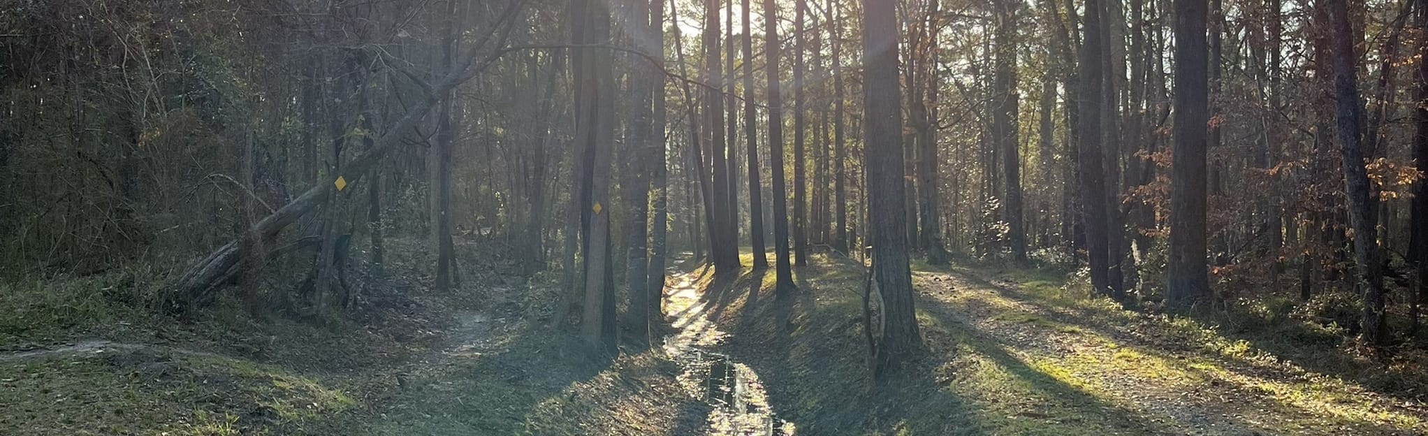 Sawmill Ridges Trail South Carolina AllTrails