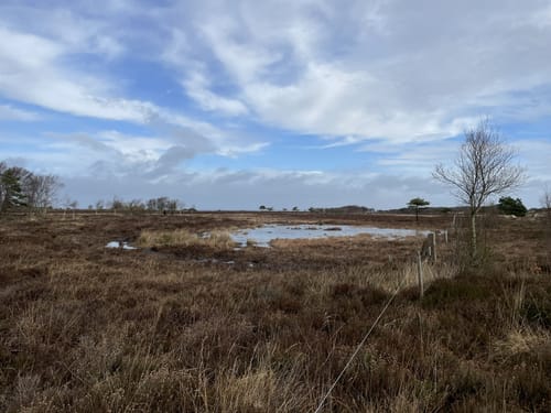 Fanø Fuglekøje