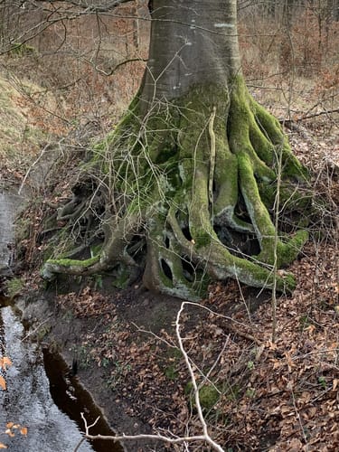 Im Felder Holz