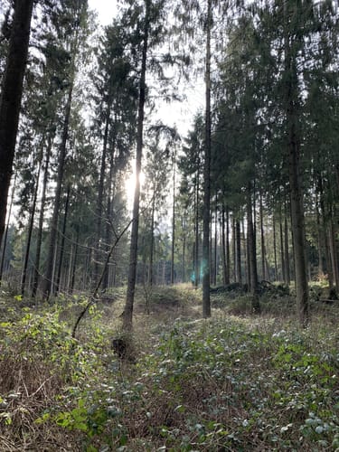 Im Felder Holz
