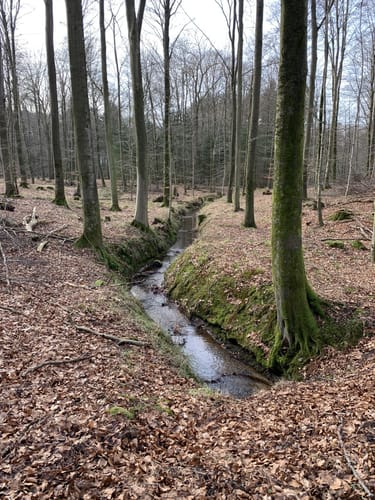Im Felder Holz