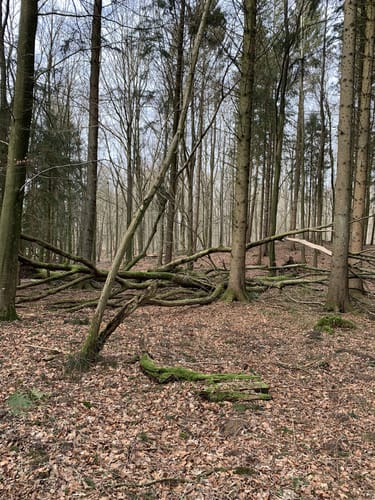 Im Felder Holz