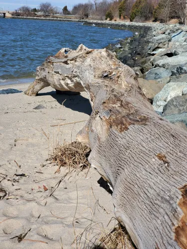 Best Hikes and Trails in Bill Burton Fishing Pier State Park