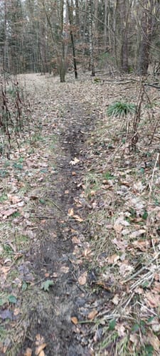 Große Dillbergrunde