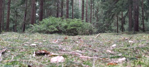Große Dillbergrunde