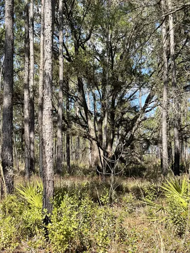 Best Hikes and Trails in Santa Fe Swamp Wildlife and Environmental Area ...