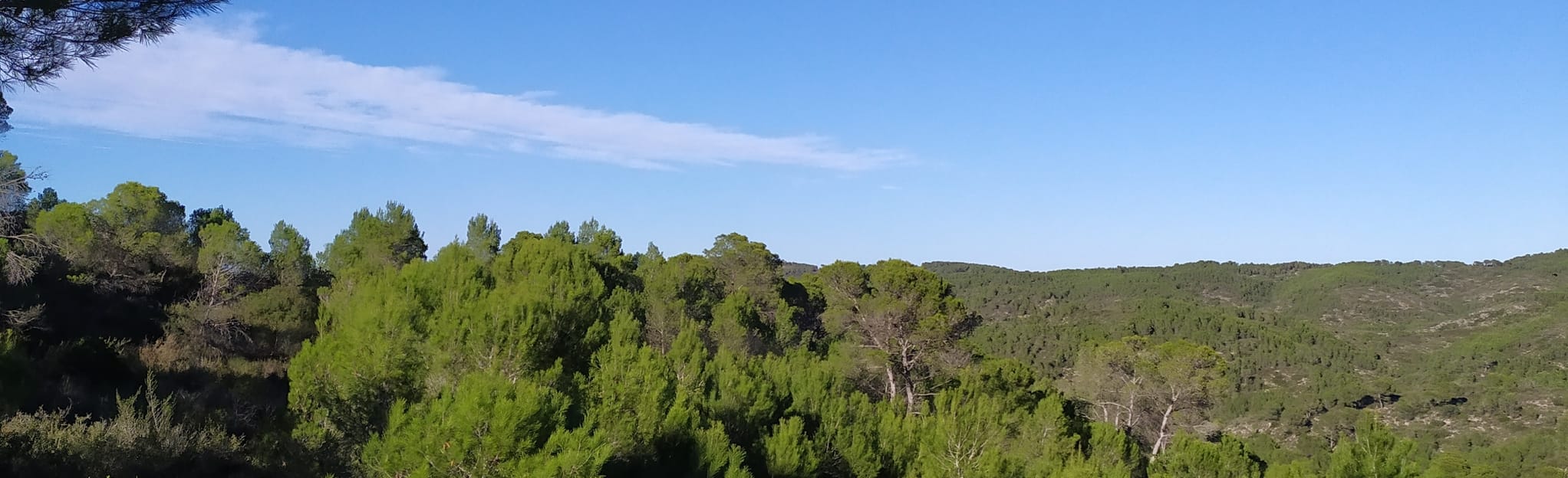 El Pinar Partida del Castellar Barranc de la Canyada, Valencia