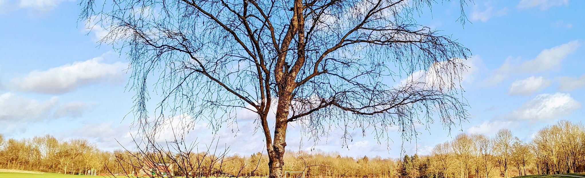 Birchwood Forest Park Path, Cheshire, England 49 Reviews, Map AllTrails