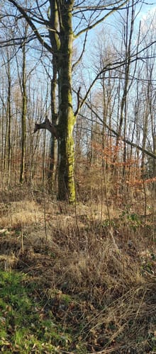 Marke - Kneppelberg