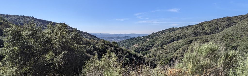 are dogs allowed in angelenos forest