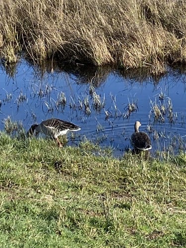 Um den Reinheimer Teich