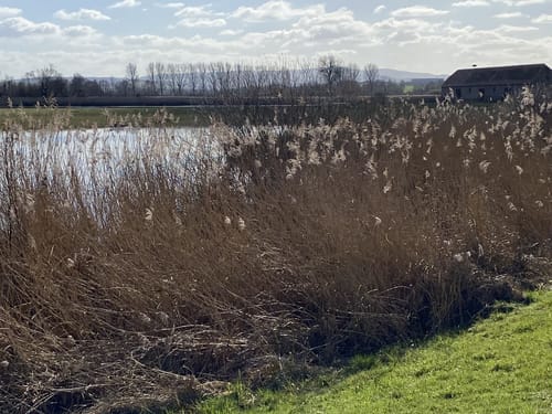 Um den Reinheimer Teich