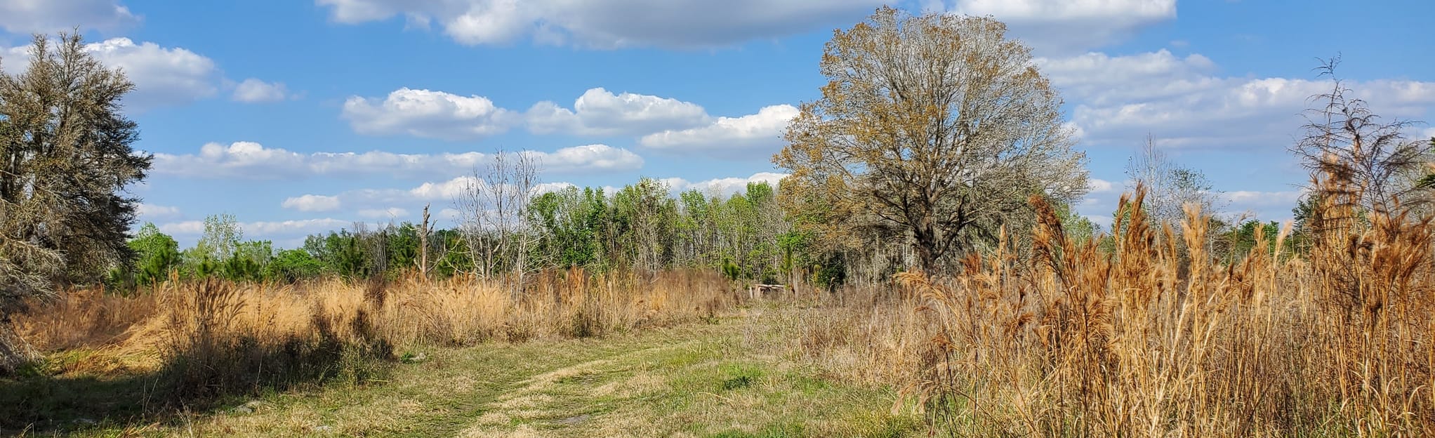Old Fort King Trail, Florida 212 Reviews, Map AllTrails