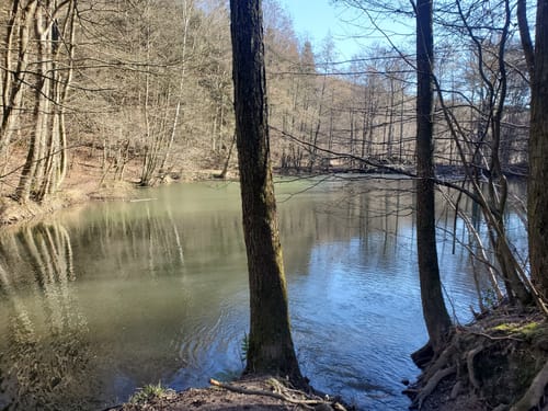 Urwald vor den Toren der Stadt