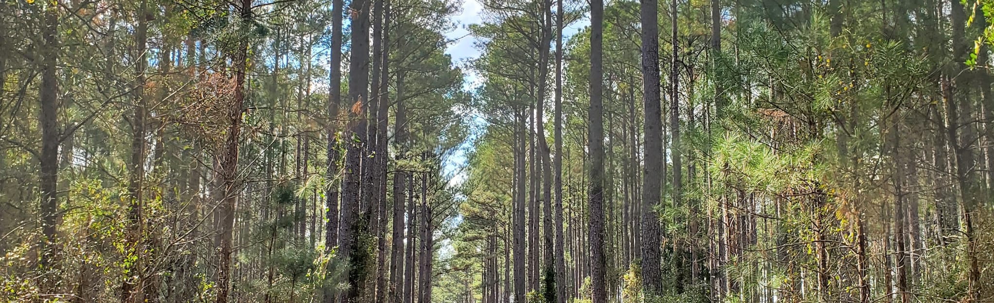 Old Wood Shingle Mill Trail 40 Reviews, Map Florida AllTrails