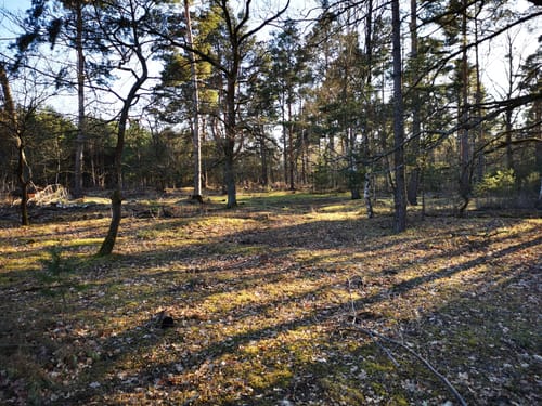 Bernau - Schönower Heide - Schönwalde