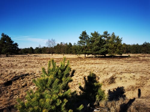 Bernau - Schönower Heide - Schönwalde
