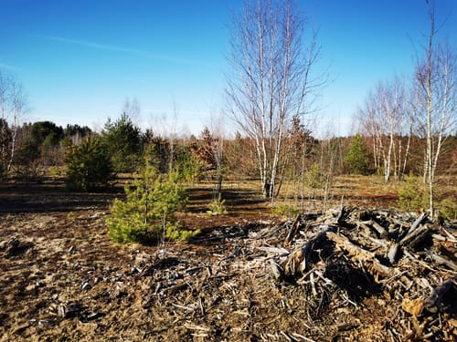 Bernau - Schönower Heide - Schönwalde