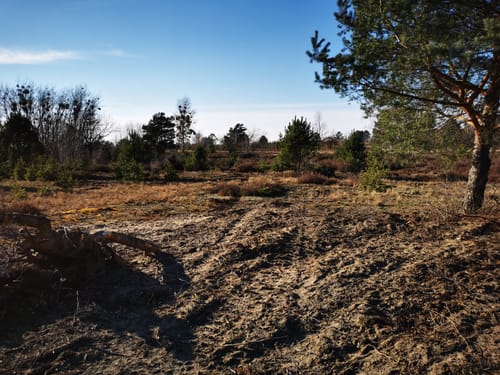 Bernau - Schönower Heide - Schönwalde
