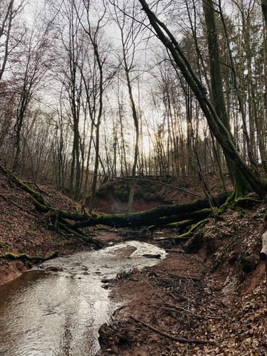 Mühlenbach-Schluchten-Tour (Traumschleife)