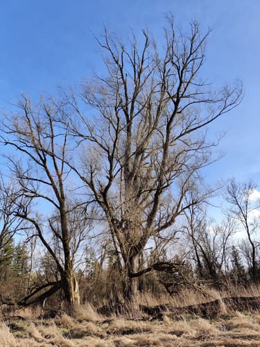 Isar Rundwanderung ab Volkmannsdorf