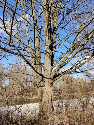 Isar Rundwanderung ab Volkmannsdorf