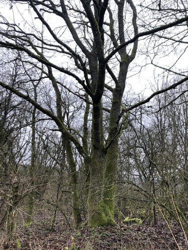 Schotten - Rudingshain - Michelbach Runde
