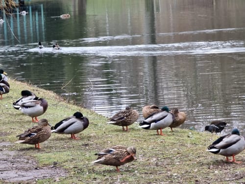 Pfühlpark - Köpfertal Rundwanderung