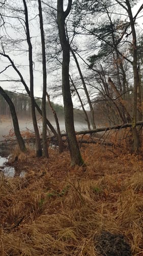 Um den Bachsee