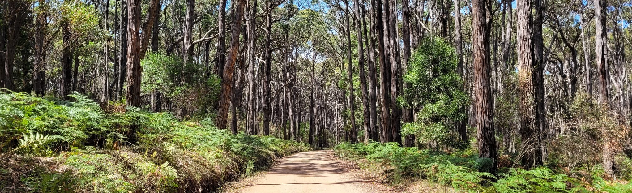 Freemans Camp to Trawool Reservoir Loop Victoria, Australia AllTrails
