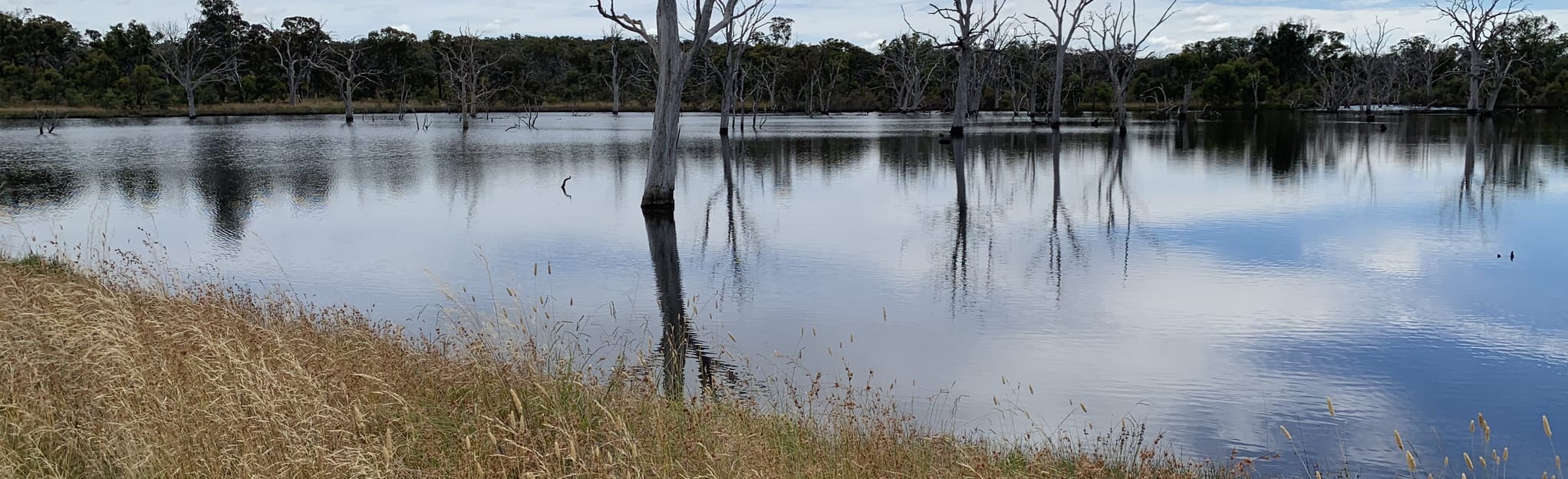 Mulligans Flat Long Loop, Australian Capital Territory, Australia 12