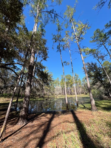 2023 Best Mountain Biking Trails in Manatee Springs State Park | AllTrails